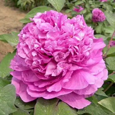 Пион ОРНАМЕНТ древовидный в Колодищи