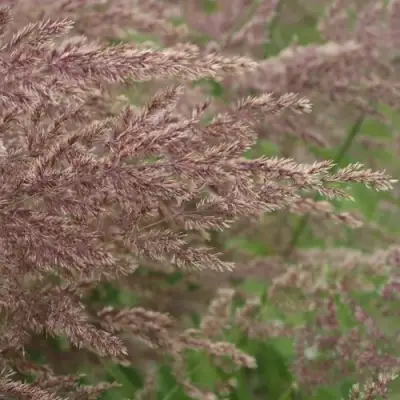 Вейник КАРЛ ФОРСТЕР остроцветковый в Колодищи