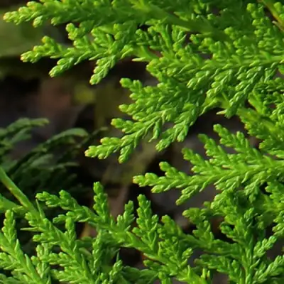 Туя восточная в Колодищи