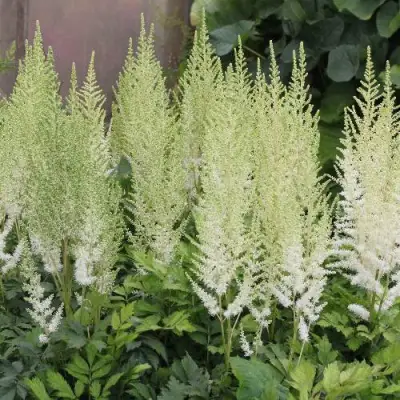 Астильба ДИАМАНТ Арендса в Колодищи