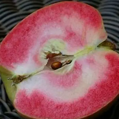 Яблоня ПИНК ПЕРЛ в Колодищи