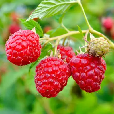 Малина РУБИФОЛ в Колодищи