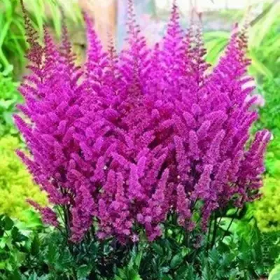 Астильба ПЕПЛ РЕЙН гибридная в Колодищи