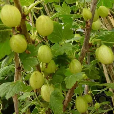 Крыжовник ИНВИКТА в Колодищи