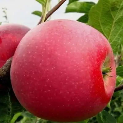 Яблоня АЙДАРЕД в Колодищи