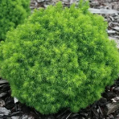 Ель АЛЬБЕРТА ГЛОБ сизая в Колодищи