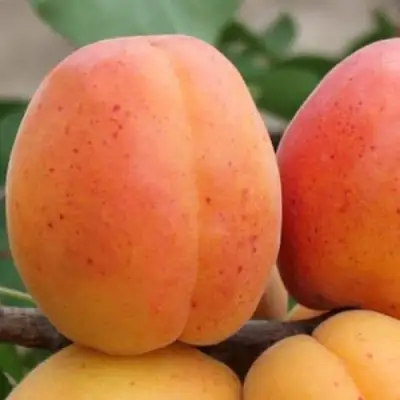 Абрикос ОЛИМП в Колодищи