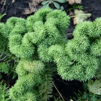 Очиток (седум) КРИСТАТУМ отогнутый в Колодищи