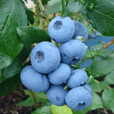 Голубика ТОРО в Колодищи