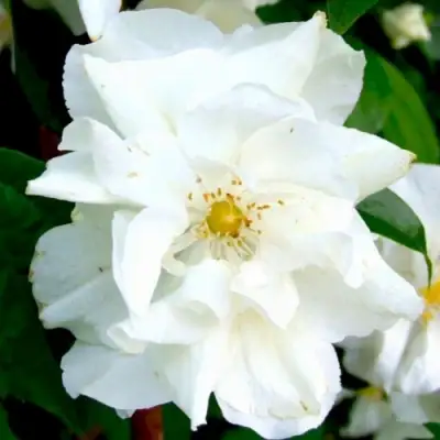 Жасмин РОЗАЦЕ в Колодищи