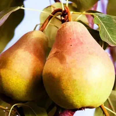 Груша СЛАДКАЯ ИЗ МЛИЕВА в Колодищи