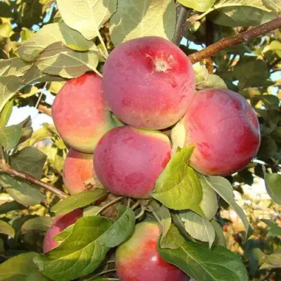 Яблоня ОРЛИК в Колодищи