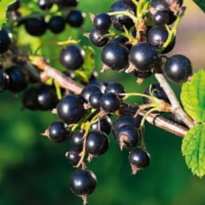 Смородина чёрная ЦЕРЕРА в Колодищи