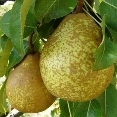 Груша ГЕНЕРАЛ ЛЕКЛЕРК в Колодищи