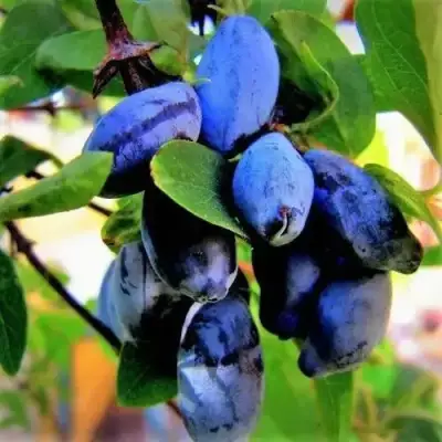 Жимолость съедобная БЛУ ТРЕЖЭ (ГОЛУБОЕ СОКРОВИЩЕ) в Колодищи