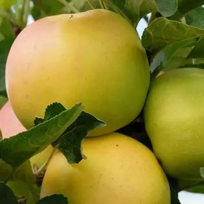 Яблоня БАНАНОВОЕ в Колодищи