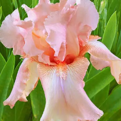 Ирис ПАТИ ДРЕСС бородатый в Колодищи