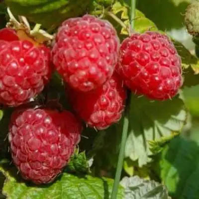 Малина ПРИМАРА в Колодищи