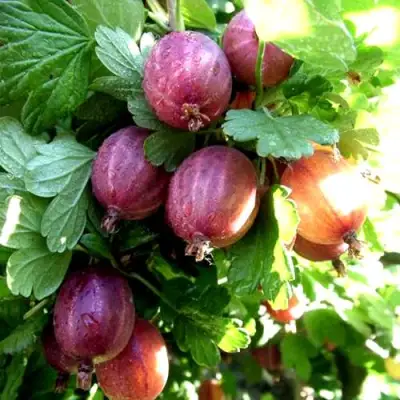 Крыжовник СЕРЕНАДА в Колодищи