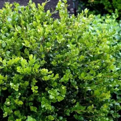 Самшит ФОЛКНЕР в Колодищи