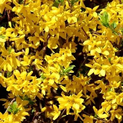 Форзиция ЛЕДНОГОРА промежуточная в Колодищи