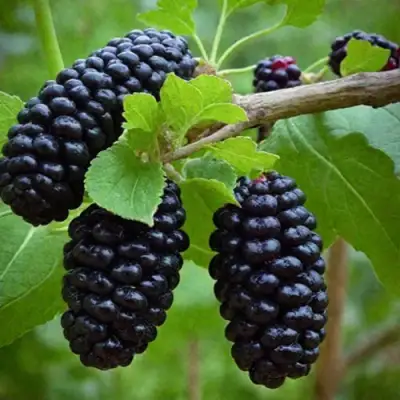 Шелковица плакучая в Колодищи