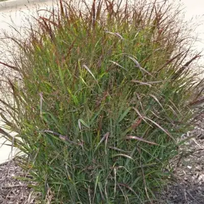 Просо ШЕНАНДО прутьевидное в Колодищи