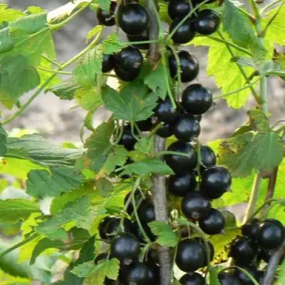 Смородина чёрная ДАБРАДЗЕЯ в Колодищи