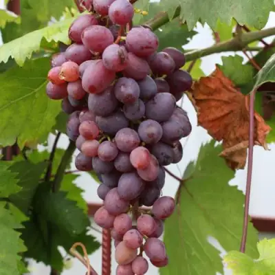 Виноград КИШМИШ ЗАПОРОЖСКИЙ в Колодищи