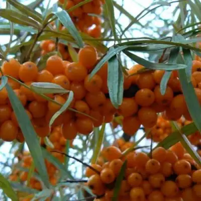 Облепиха БОТАНИЧЕСКАЯ в Колодищи