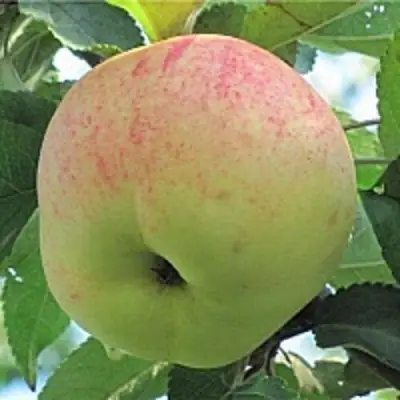 Яблоня ЛЕТНЕЕ СЛАДКОЕ в Колодищи