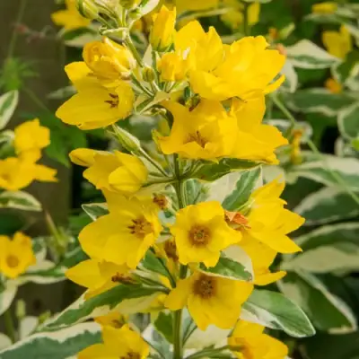 Вербейник АЛЕКСАНДР точечный в Колодищи