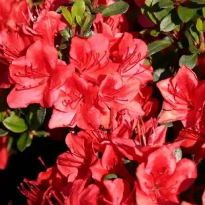 Азалия ФРИДОЛАЙН японская в Колодищи