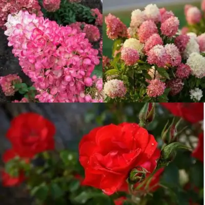 Комплект РОЗОВЫЙ ЗАКАТ в Колодищи