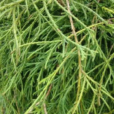 Кипарисовик ФИЛИФЕРА НАНА горохоплодный  в Колодищи