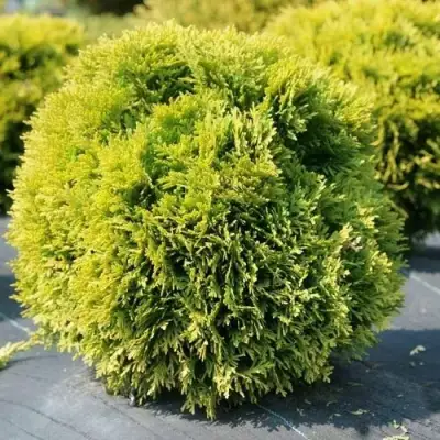 Туя ДАВИД западная в Колодищи