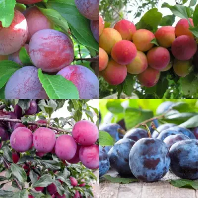 Комплект СЛИВОВЫЙ САД в Колодищи