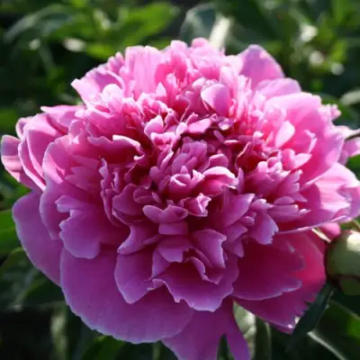 Пион ГОЛУБАЯ ХРИЗАНТЕМА травянистый в Колодищи