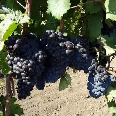 Виноград ДЕНИСОВСКИЙ в Колодищи