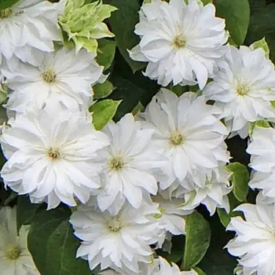 Клематис МАРИЯ СКЛОДОВСКАЯ-КЮРИ в Колодищи