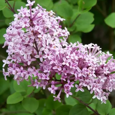 Сирень ПАЛИБИН  в Колодищи