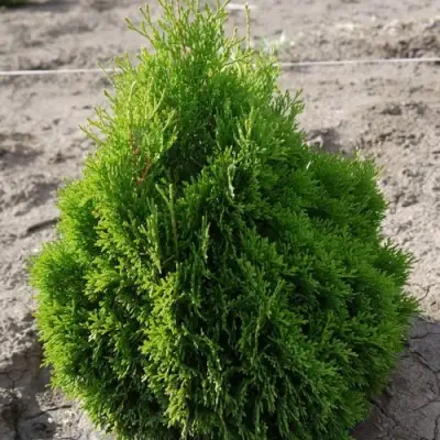 Туя МИКИ западная в Колодищи