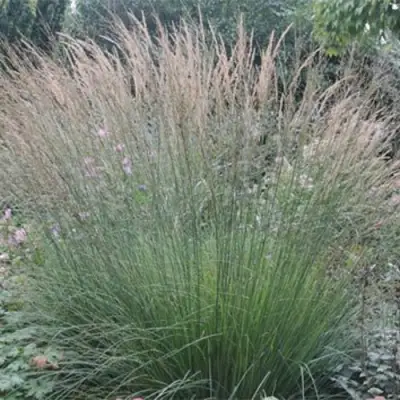 Молиния ХАЙДЕБРАУТ голубая в Колодищи