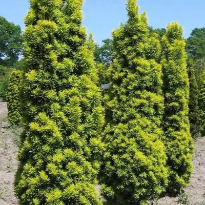 Тис ДАВИД ягодный в Колодищи