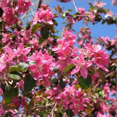 Яблоня ХЕЛЕНА декоративная в Колодищи