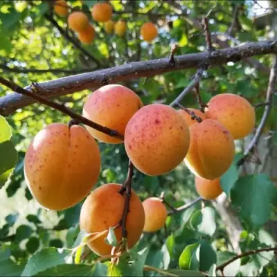 Абрикос ЖЕРДЕЛА в Колодищи