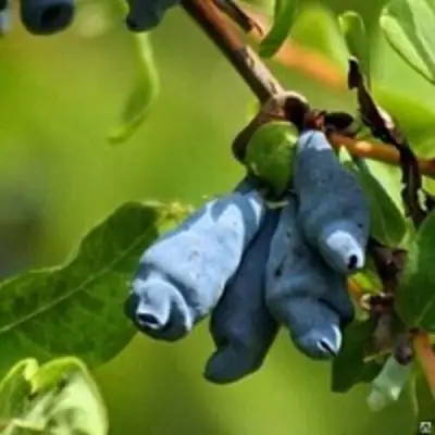 Жимолость съедобная ПУШКИНСКАЯ в Колодищи