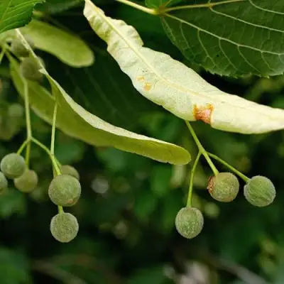 Липа сердцевидная в Колодищи