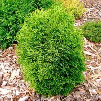 Туя ВОТЕРФИЛД западная в Колодищи