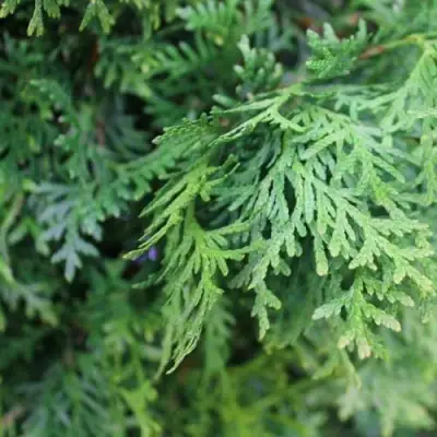 Туя ПИРАМИДАЛИС КОМПАКТА западная в Колодищи